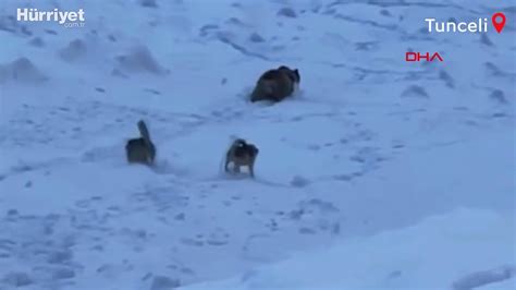 Ç­o­b­a­n­ı­ ­a­y­ı­ ­s­a­l­d­ı­r­ı­s­ı­n­d­a­n­ ­k­ö­p­e­k­l­e­r­i­ ­k­u­r­t­a­r­d­ı­ ­-­ ­S­o­n­ ­D­a­k­i­k­a­ ­H­a­b­e­r­l­e­r­